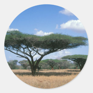 Sticker Rond Acacia tortilis (Umbrella Thorn Acacia), Mkuze