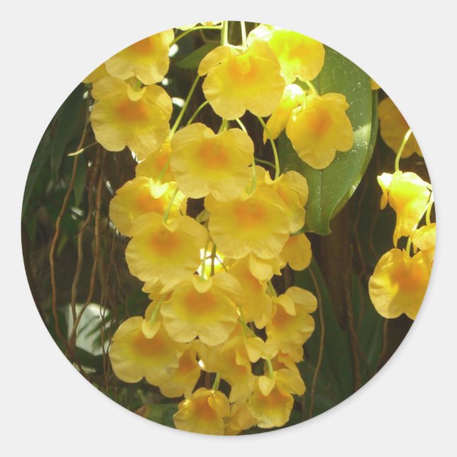 Sticker Rond Accrocher les orchidées jaunes Fleurs tropicales (Devant)