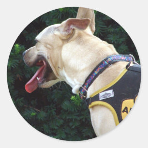 Sticker Rond Adoptez-moi