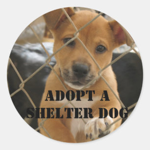 STICKER ROND ADOPTEZ UN CHIEN D'ABRI