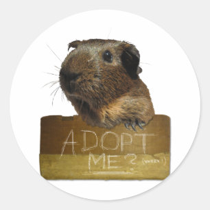 Sticker Rond Adoption de délivrance de cobaye