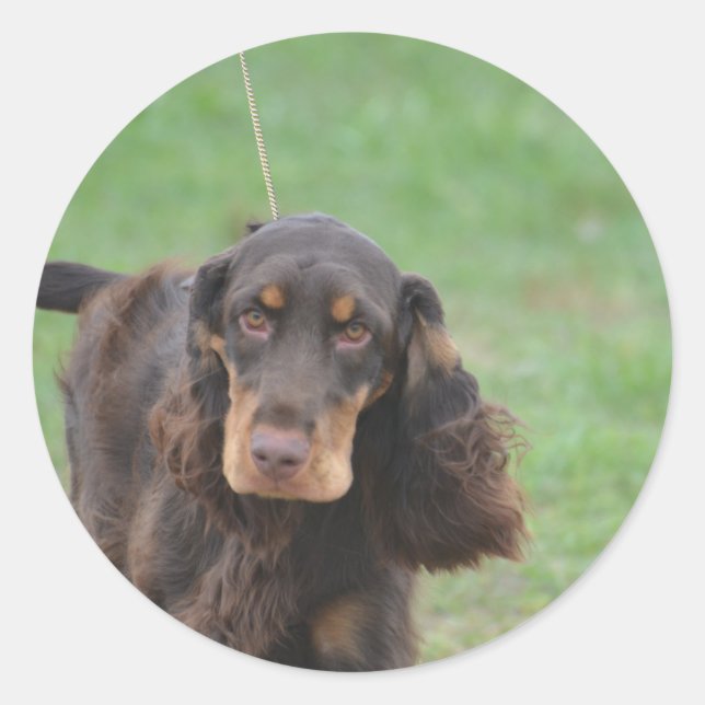 Sticker Rond Adorable Cocker Spaniel (Devant)