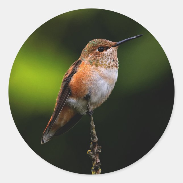 Sticker Rond Adorable colibri roux à la branche (Devant)
