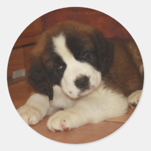 Sticker Rond Adorable et doux St. Bernard Puppy