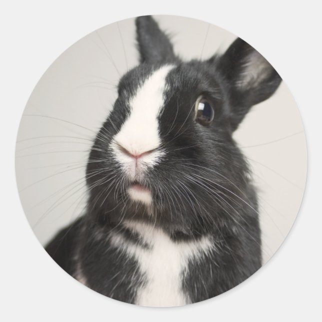 Sticker Rond Adorable Lapin noir et blanc lapin (Devant)