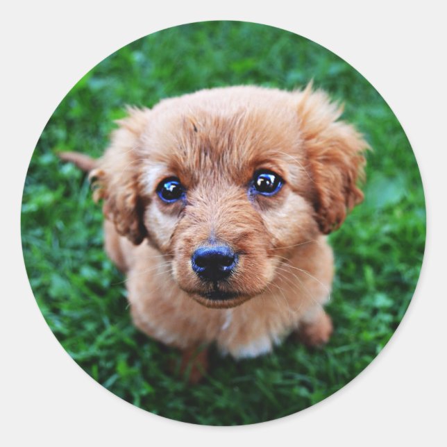 Sticker Rond Adorable photo classique de chiot (Devant)