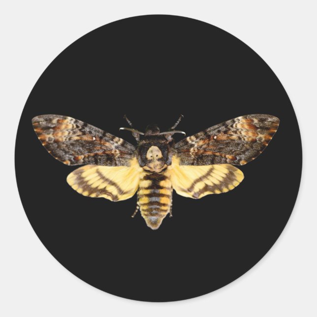 Sticker Rond african death head moth butterfly insect Acheronti (Devant)