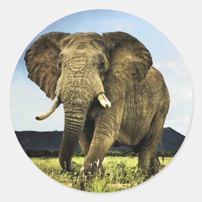 Sticker Rond afrique-éléphant (Devant)