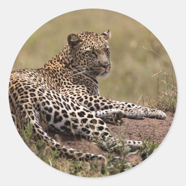 Sticker Rond Afrique, Tanzanie, Serengeti. Leopard (Devant)