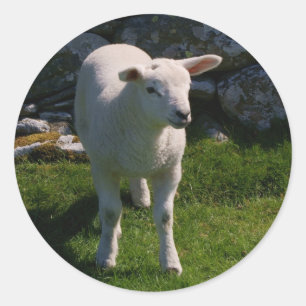 Sticker Rond Agneau