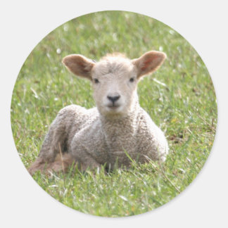 Sticker Rond Agneau de bébé