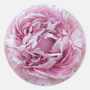 Sticker Rond Agréable Peine rose Perky