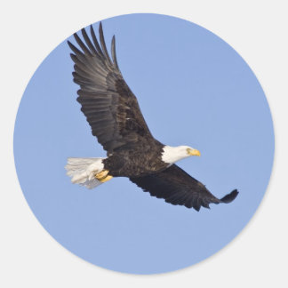 Sticker Rond Aigle à tête blanche américaine