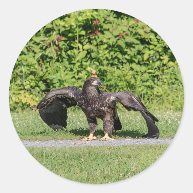 Sticker Rond Aigle à tête blanche juvénile (Devant)