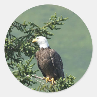 Sticker Rond Aigle à tête blanche perché sur une branche d'arbr