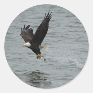Sticker Rond Aigle attrapant un poisson
