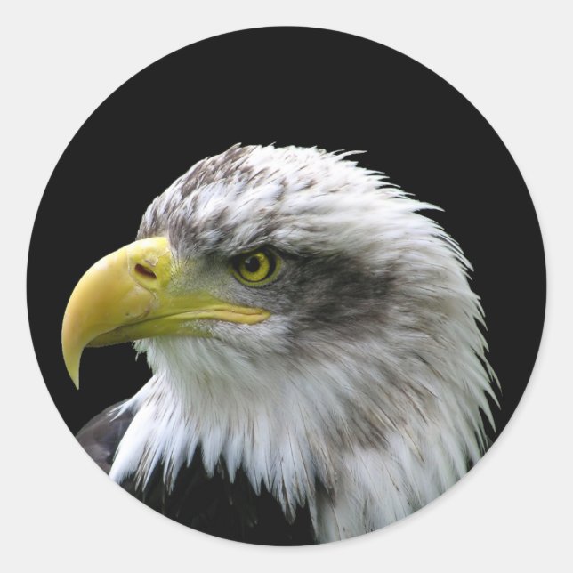 Sticker Rond Aigle de Bald (Devant)