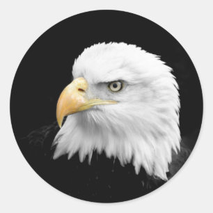 Sticker Rond Aigle de Bald