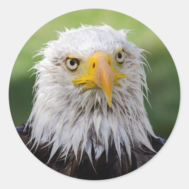 Sticker Rond Aigle Grumpy & Soggy Bald (Devant)