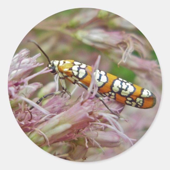 Sticker Rond Ailanthus Webworm Moth (Atteva punctella) Articles (Devant)