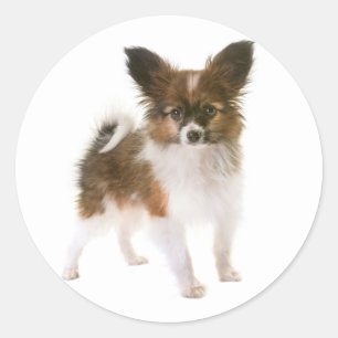 Sticker Rond Aimer Papillon Chien Chien Chien Chien Salut, Pens