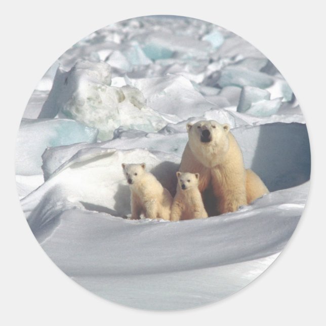 Sticker Rond Ajouter SLOGAN pour sauver les ours polaires arcti (Devant)