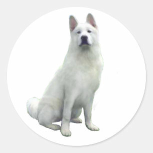 Sticker Rond Akita - Blanc