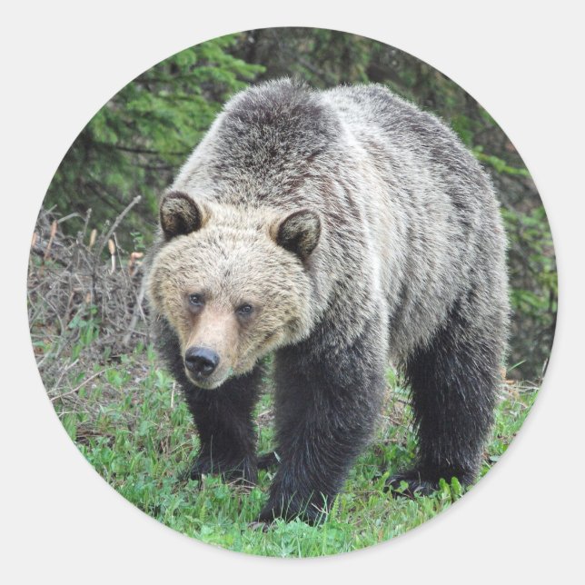 Sticker Rond Alaska Grizzly Bear Photo de la faune (Devant)