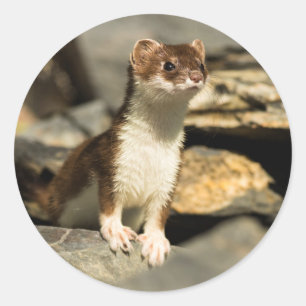Sticker Rond Alerte Weasel