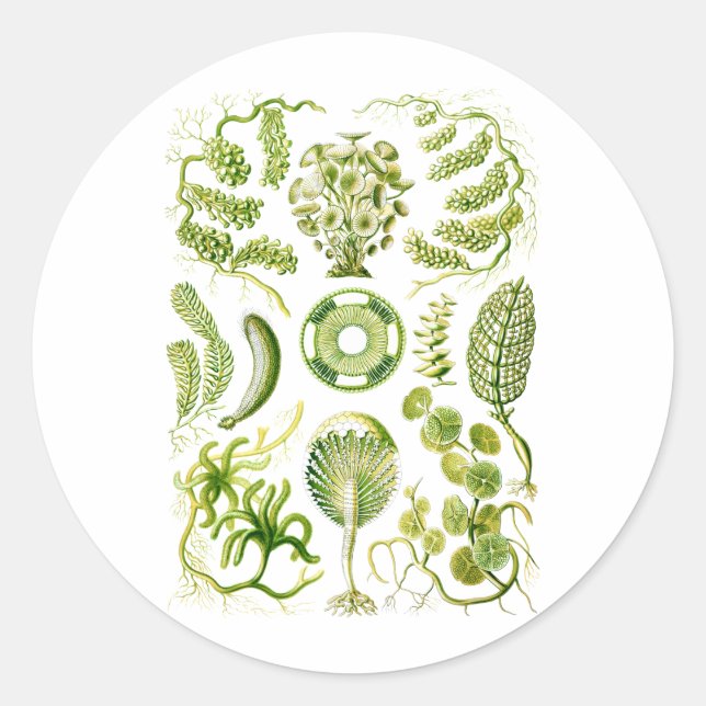 Sticker Rond Algues vertes (Devant)