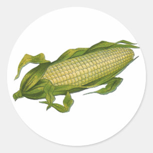 Sticker Rond Aliments anciens, légumes sains, maïs en épi