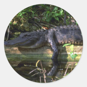 Sticker Rond Alligator après-midi, Everglades, Floride