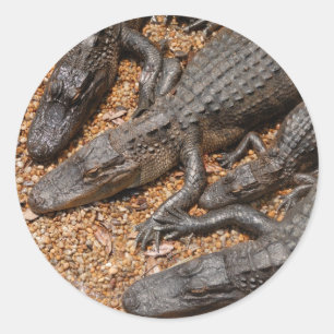 Sticker Rond alligators