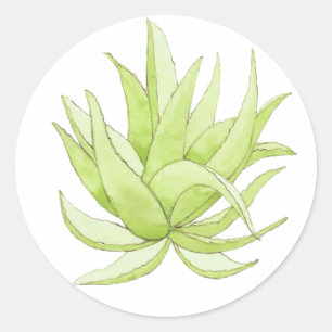 Sticker Rond aloès Vera d'autocollant de cactus