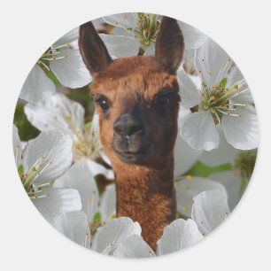Sticker Rond Alpaca En Fleurs Blanches,