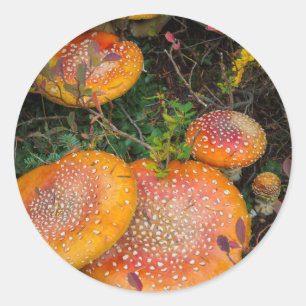 Sticker Rond Amanites tue-mouches au lac Mowich
