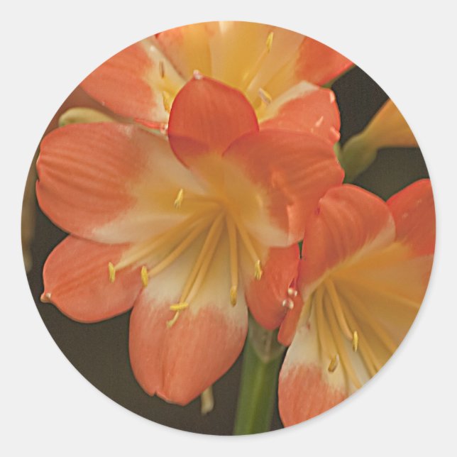 Sticker Rond Amaryllis 2 (Devant)