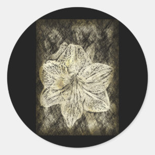 Sticker Rond Amaryllis Old Time Sketch