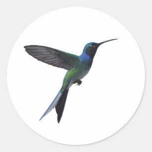 Sticker Rond Amateur de colibris