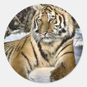Sticker Rond Amateurs de tigres Cadeaux d'art