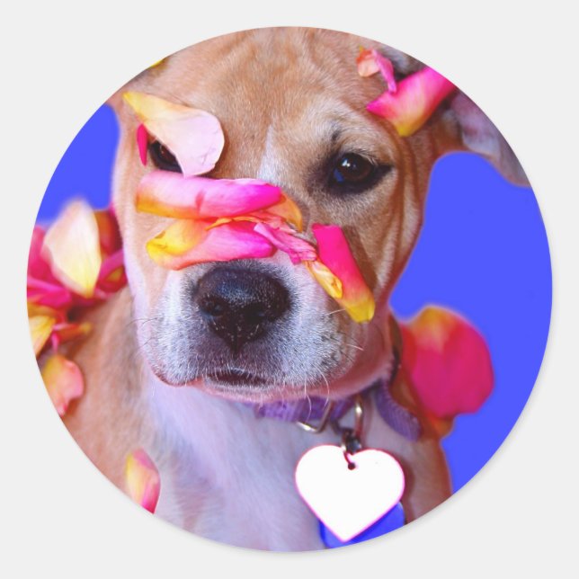 Sticker Rond American Staffordshire Terrier Boxer Mix Chien Chi (Devant)