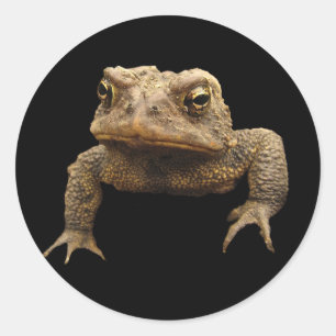 Sticker Rond American Toad