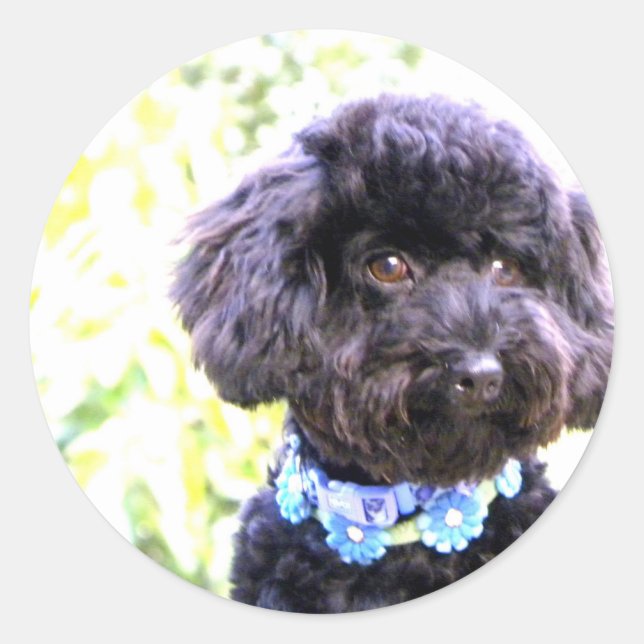 Sticker Rond Ami affectueux fidèle (Devant)