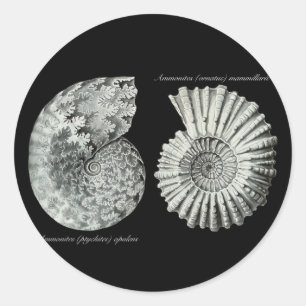 Sticker Rond Ammonites