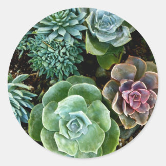 Sticker Rond Amour Succulent