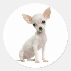 Sticker Rond Amoureux des chiens chiot mignon Funny Chihuahua