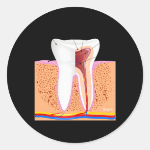 Sticker Rond Anatomie Dentaire Pour Dentin Dentin Enamel Ging