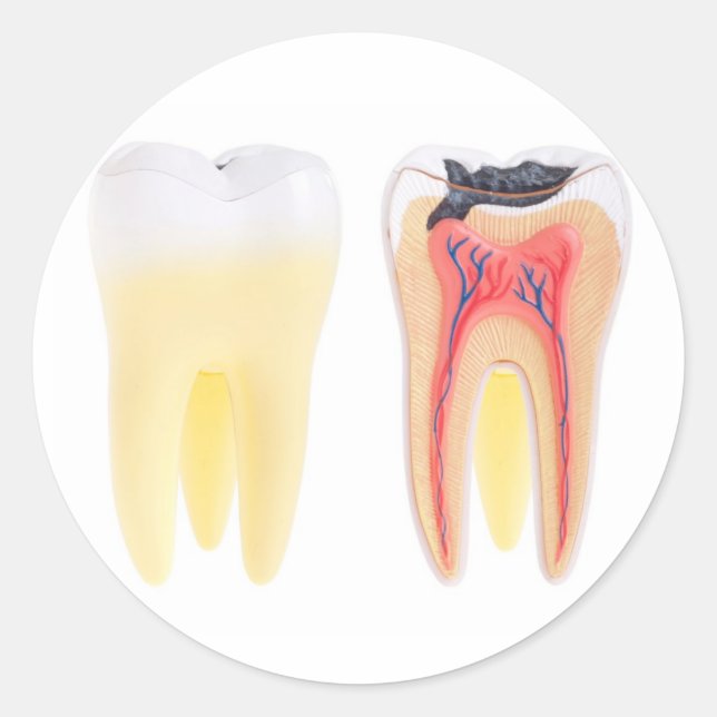 Sticker Rond Anatomie des dents (Devant)