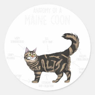 Sticker Rond Anatomie d'un chat-coon du Maine