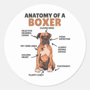 Sticker Rond Anatomie D'Un Chien Doux Boxer Chien Chien Chien C